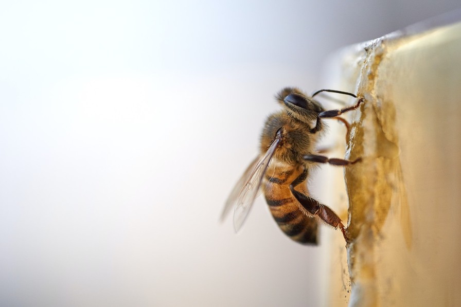 La raison surprenante pour laquelle les abeilles fabriquent du miel