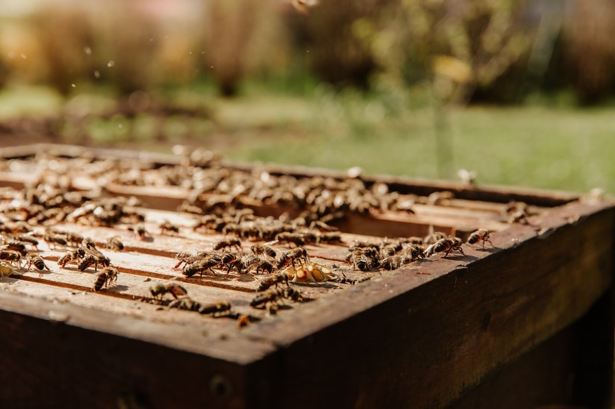 En savoir plus sur les abeilles, les types de miel, la récolte et la transformation du miel, etc.