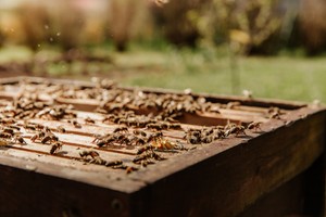 En savoir plus sur les abeilles, les types de miel, la récolte et la transformation du miel, etc.