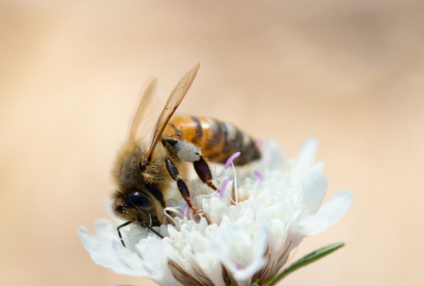 Abeilles et miel : le guide ultime des abeilles et du miel